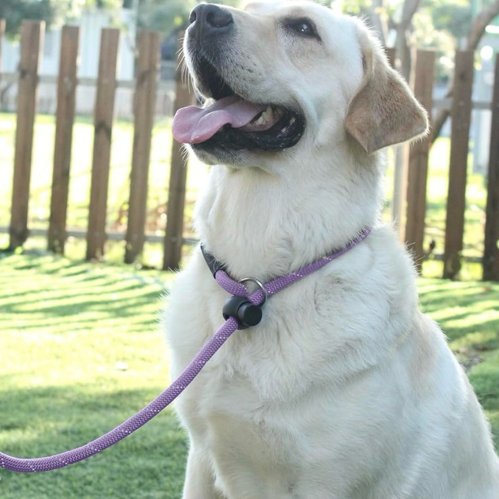 Dog leash - Picture 4 of 5